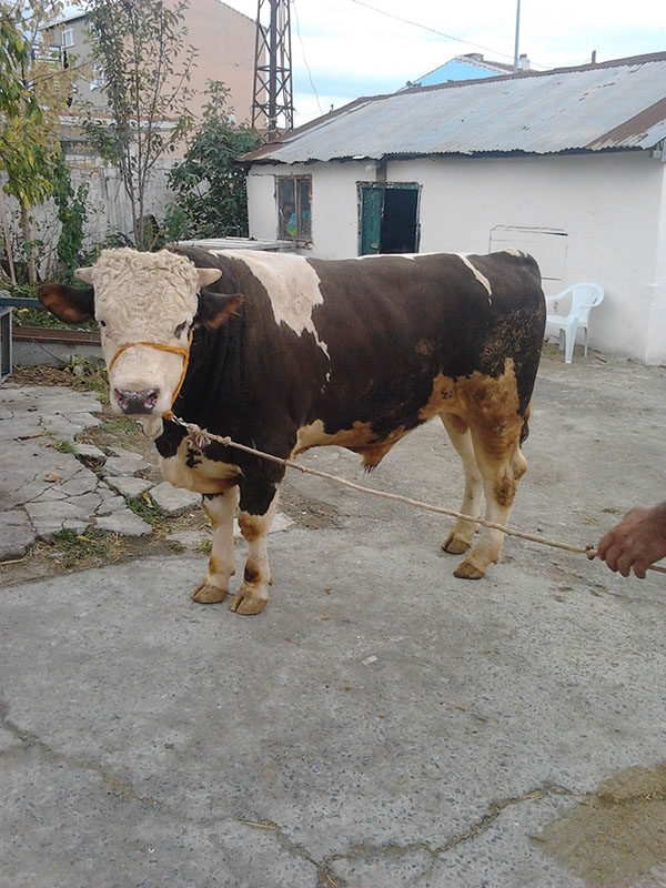 NASKO Et Ürünleri San. Tic. Ltd. Şti NASKO Et Ürünleri San. Tic. Ltd. Şti